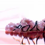 Scrub Καθαρισμού -Ρόδι 16 ml - Καθαρισμός-Ντεμακιγιάζ στο Pharmakeio Online